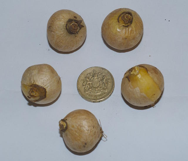 Ornithogalum Arabicum